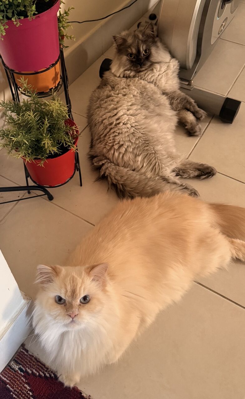 Manama, Pet Supplies, Cat For Adoption