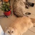 Cat For Adoption