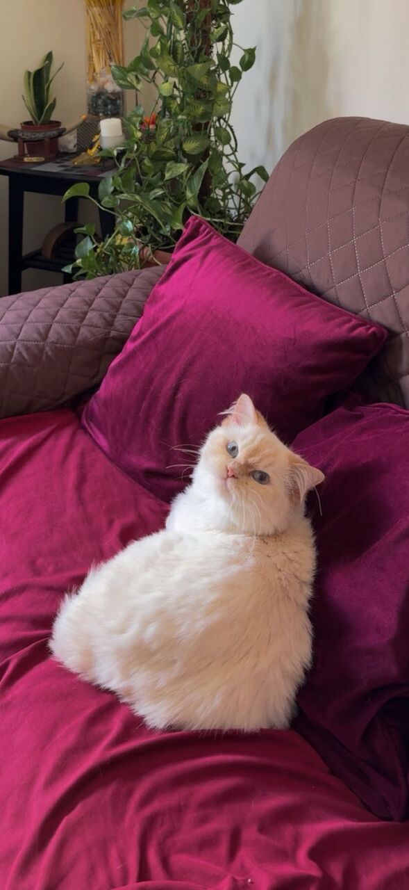 Manama, Pet Supplies, Cat For Adoption