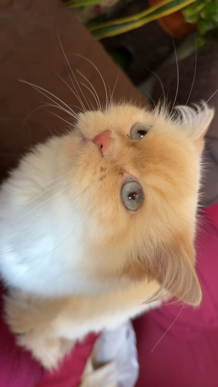 Manama, Pet Supplies, Cat For Adoption