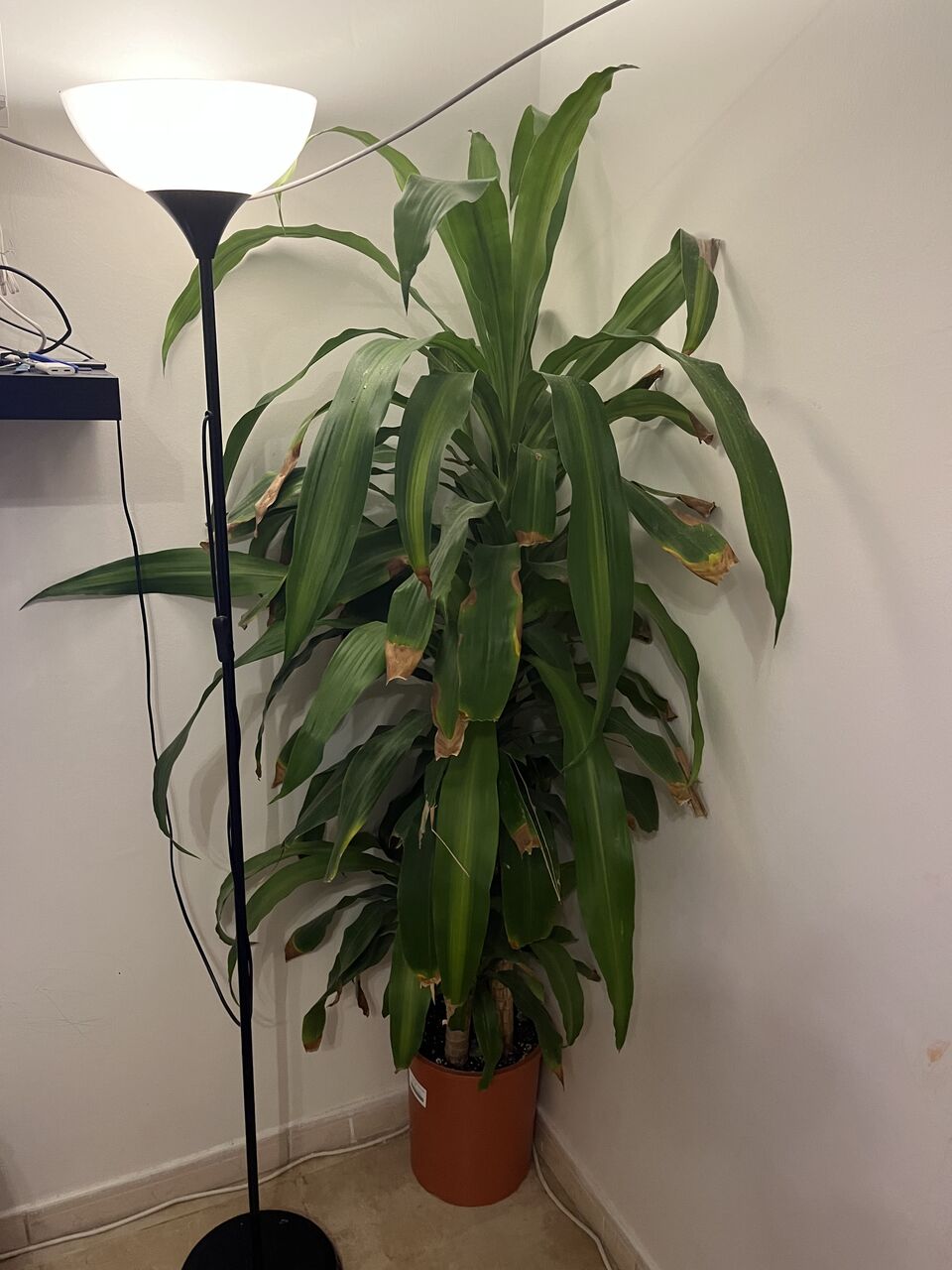 Salamah, Farm & Garden, SAR 30,  Indoor Plants