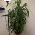 SAR 30, Indoor Plants