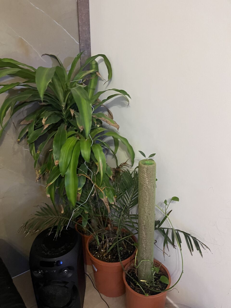 Salamah, Farm & Garden, SAR 30,  Indoor Plants
