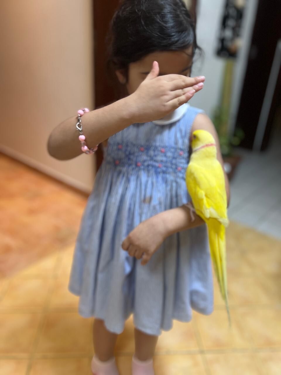 Khobar, Pet Adoption, Yellow Ringneck Parrot With A Bright Color