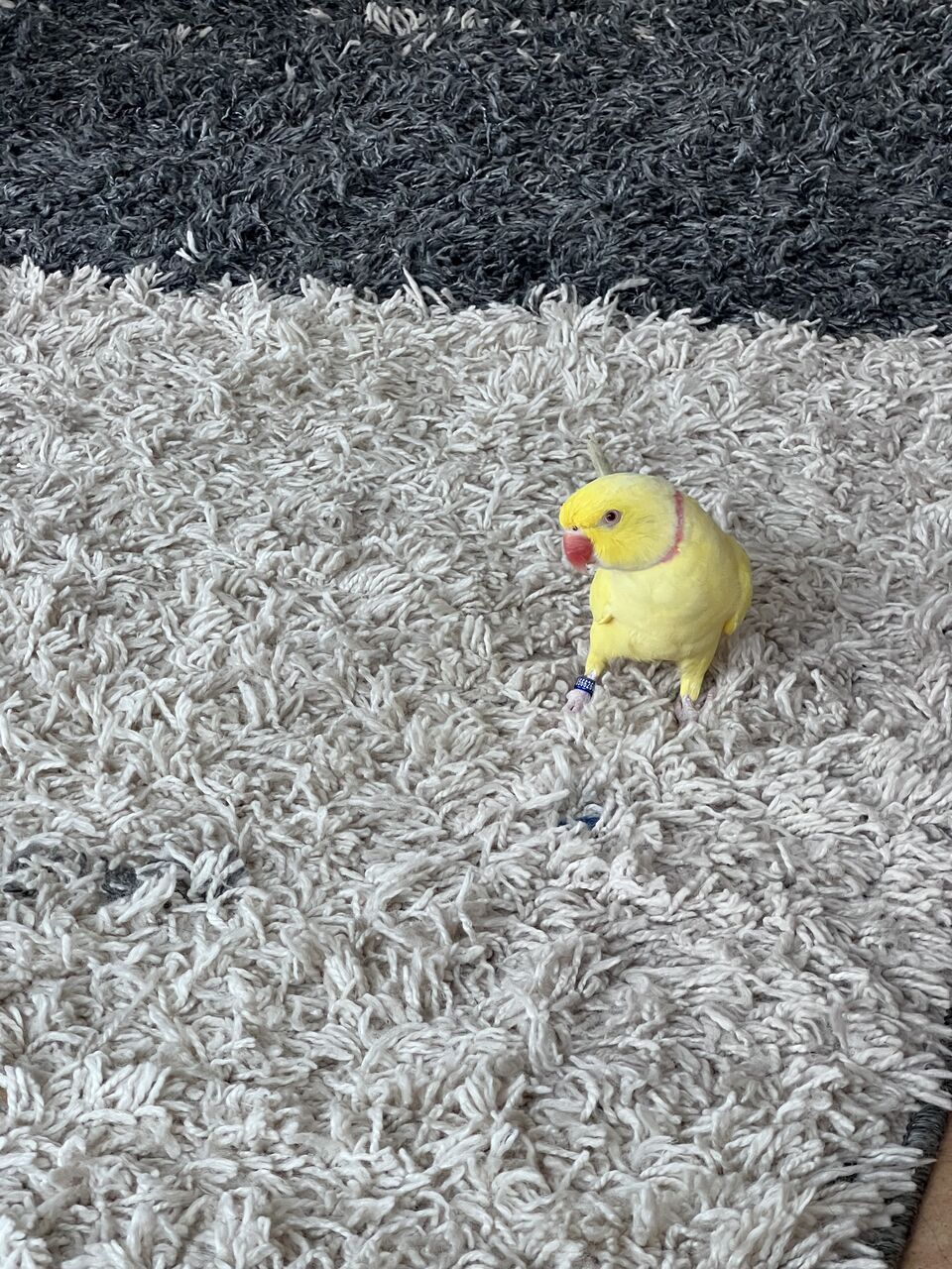 Khobar, Pet Adoption, Yellow Ringneck Parrot With A Bright Color