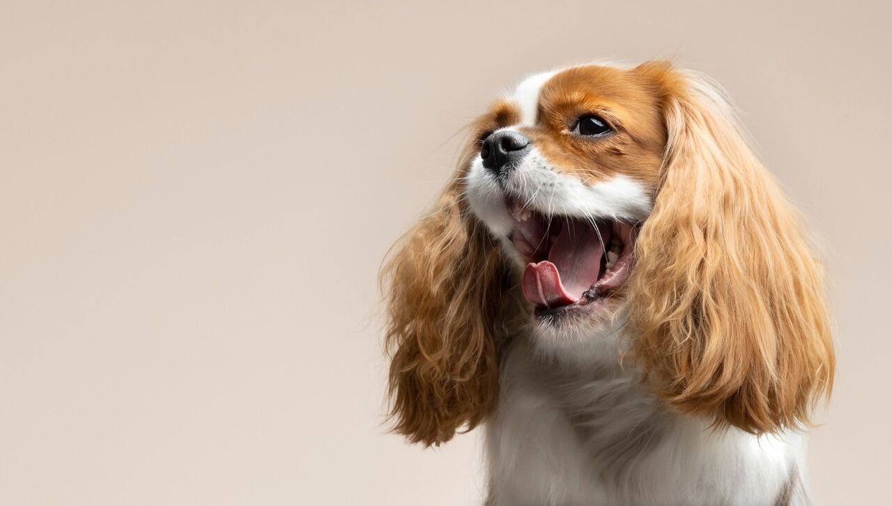New York, Health, Pet Grooming Services In Oxford, Mississippi