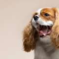 Pet Grooming Services In Oxford, Mississippi