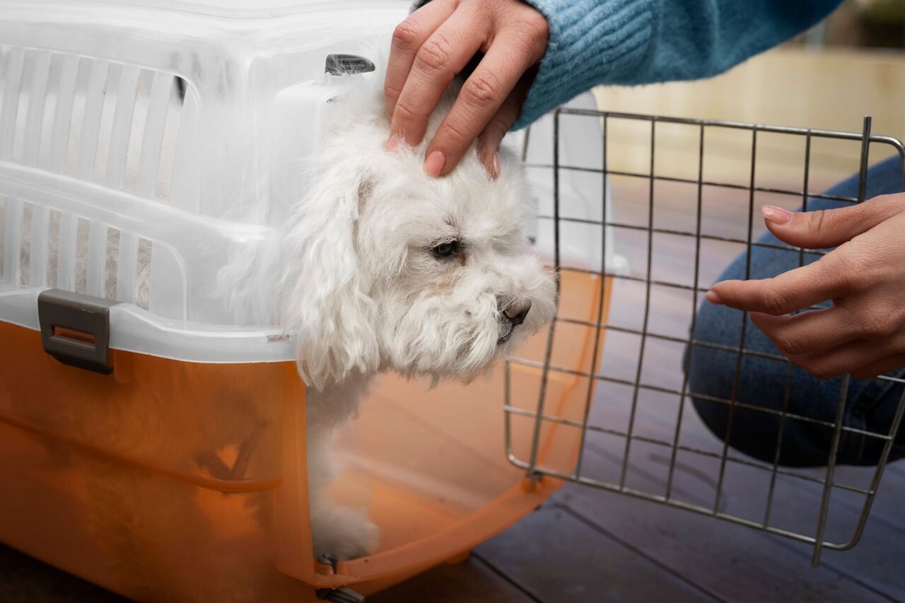 New York, Health, Pet Grooming Services In Oxford, Mississippi