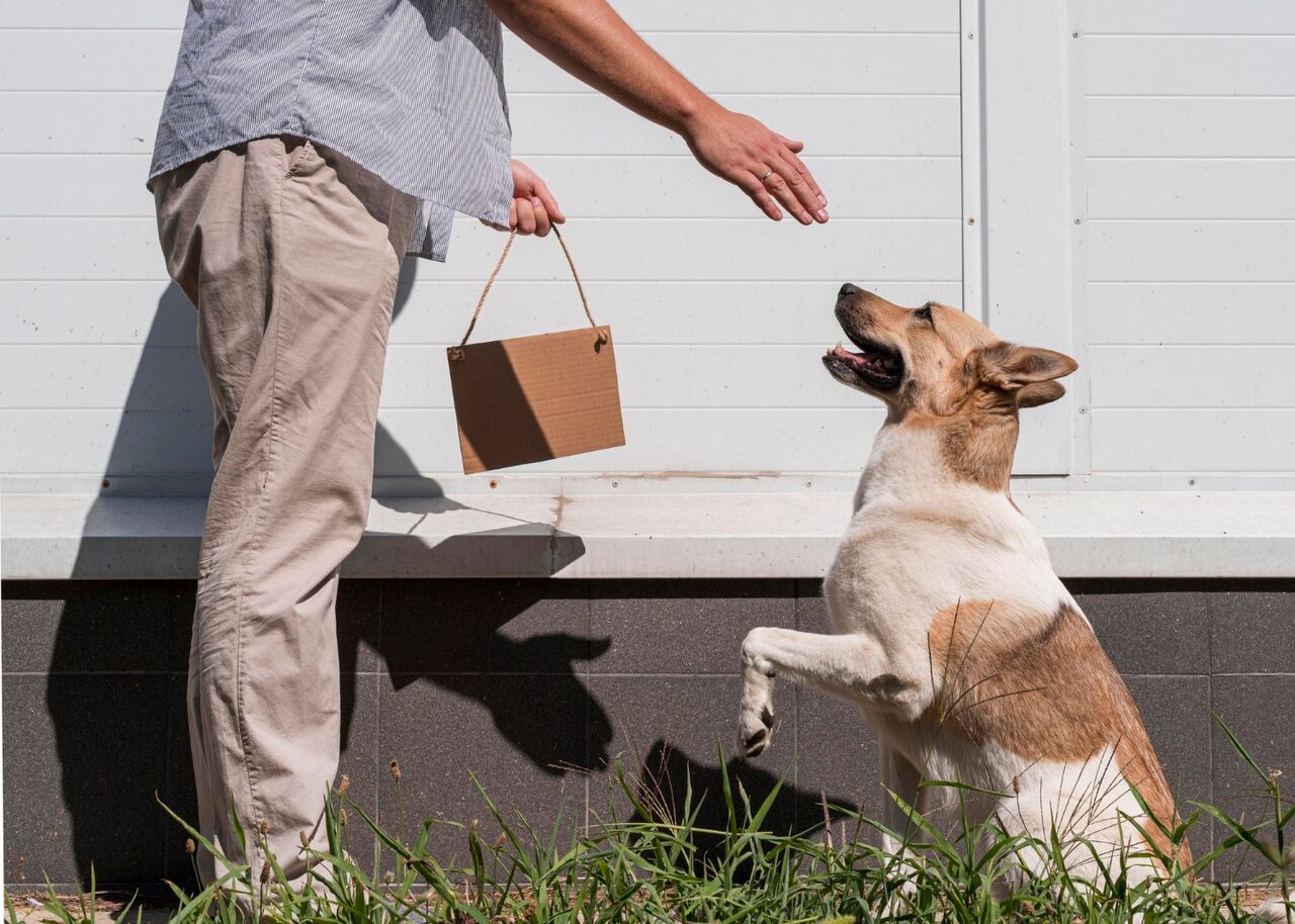 New York, Health, Pet Grooming Services In Oxford, Mississippi
