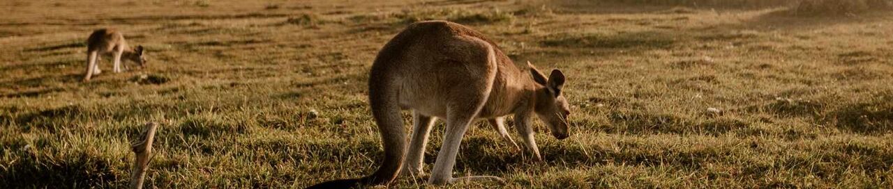 Sydney, Travel, Chauffeur Car Hire Hunter Valley