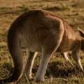 Chauffeur Car Hire Hunter Valley