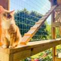Custom Cat Catio Design In Bangalore For Safe Outdoor Fun | VR Animal 360