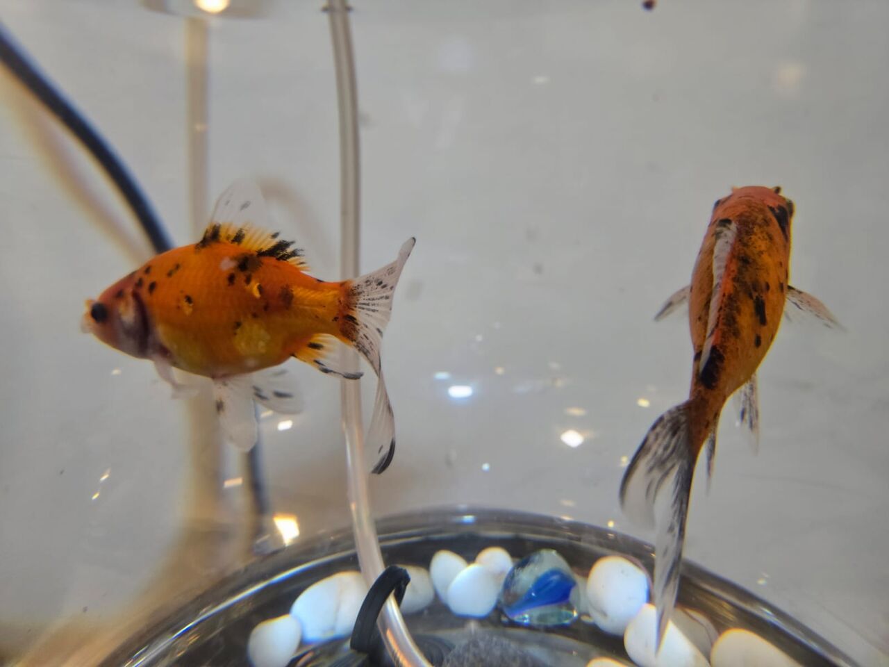 Hidd, Pet Supplies, BHD 5,  Gold Fish Pair, Very Active And Healthy With All Equipments