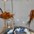 BHD 5,  Gold Fish Pair, Very Active And Healthy With All Equipments