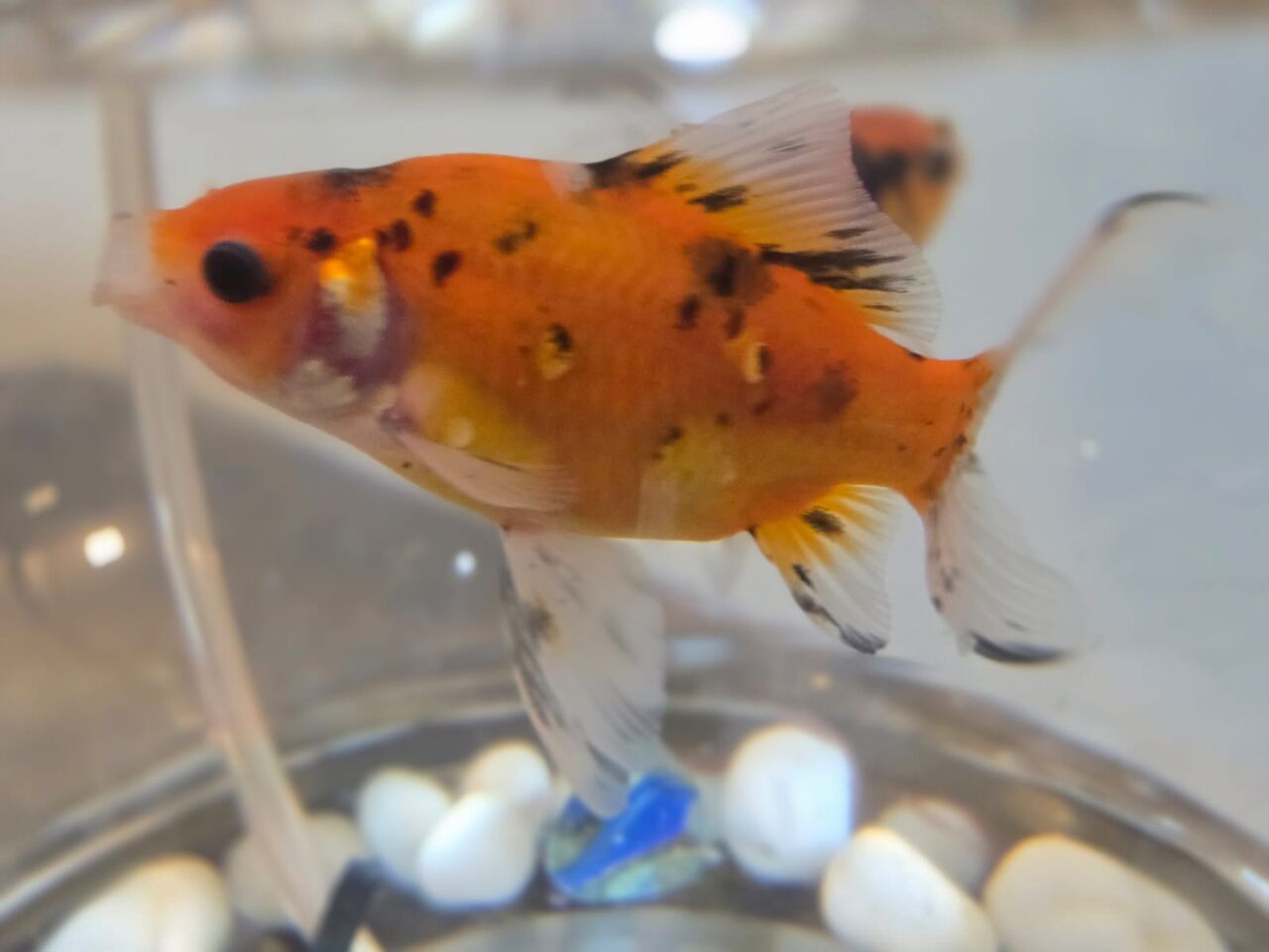 Hidd, Pet Supplies, BHD 5,  Gold Fish Pair, Very Active And Healthy With All Equipments