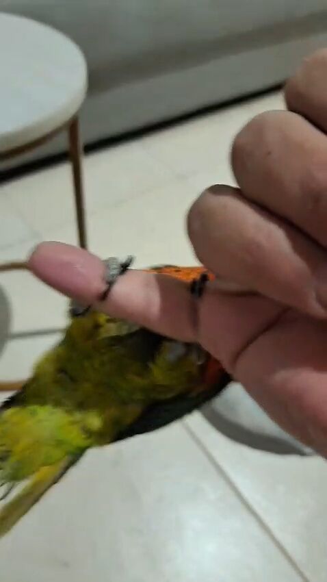 Riyadh, Pet Supplies, SAR 1800,  PARROT 🦜