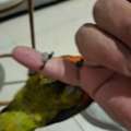 SAR 1800,  PARROT 🦜