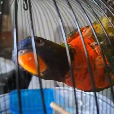 Riyadh, Pet Supplies, SAR 1800,  PARROT 🦜
