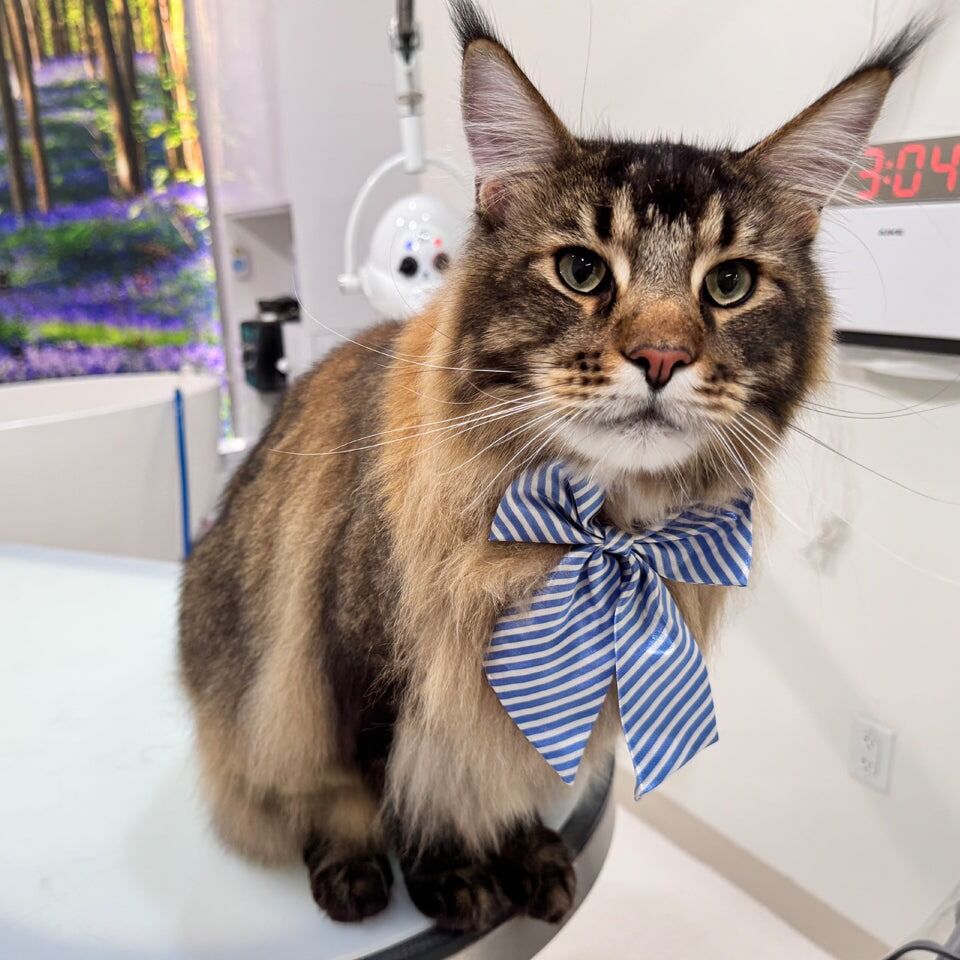 New York, Business, Shop Cat Grooming Packages At Fluffology In North Hollywood