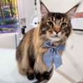 Shop Cat Grooming Packages At Fluffology In North Hollywood
