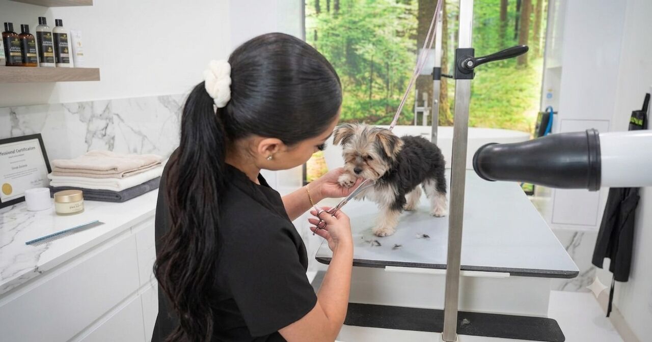 New York, Business, Get Grooming Packages For Dogs At Fluffology Today