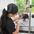 Get Grooming Packages For Dogs At Fluffology Today