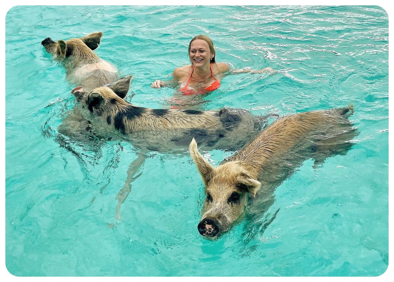 Bahamas, Travel, Create Lasting Memories While You Are Swimming With Pigs In Bahamas