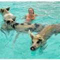 Create Lasting Memories While You Are Swimming With Pigs In Bahamas