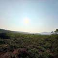 THB 8000,  36000 Sq. Feet,  Land For Rent In Nong Yai, Chonburi. Long-term Land For Rent, 90 Rai, Yellow Area. Nong