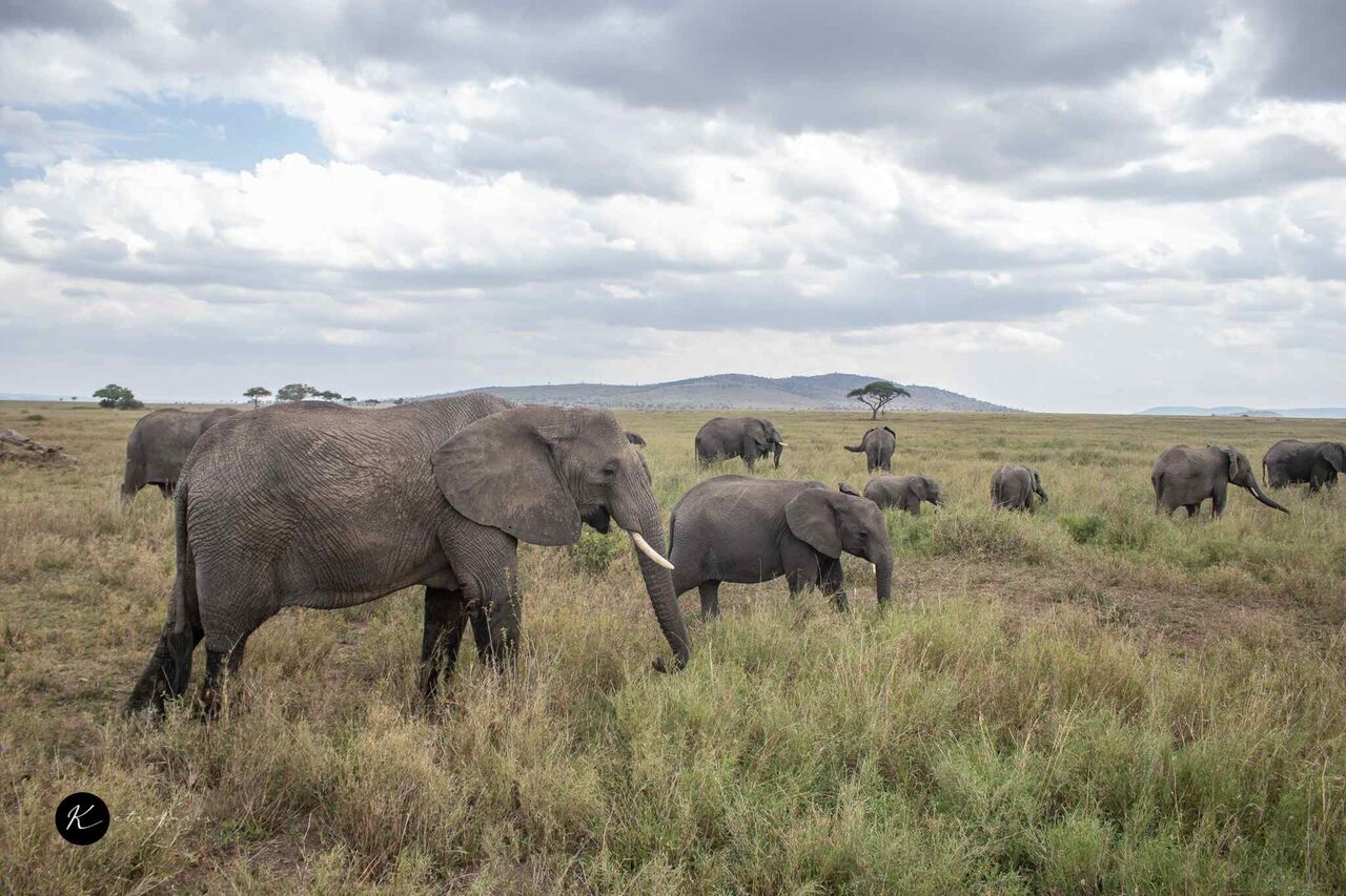 Los Angeles, Travel, Safaris In Mombasa | Wildlife Tours & Beach Holidays From Kenya