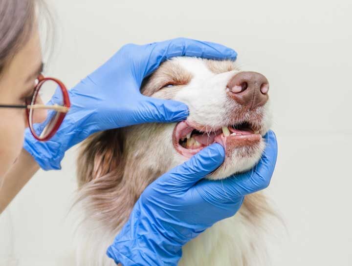 New York, Dental, Complete Pet Dental Care In Galt For Healthy Smiles