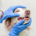 Complete Pet Dental Care In Galt For Healthy Smiles