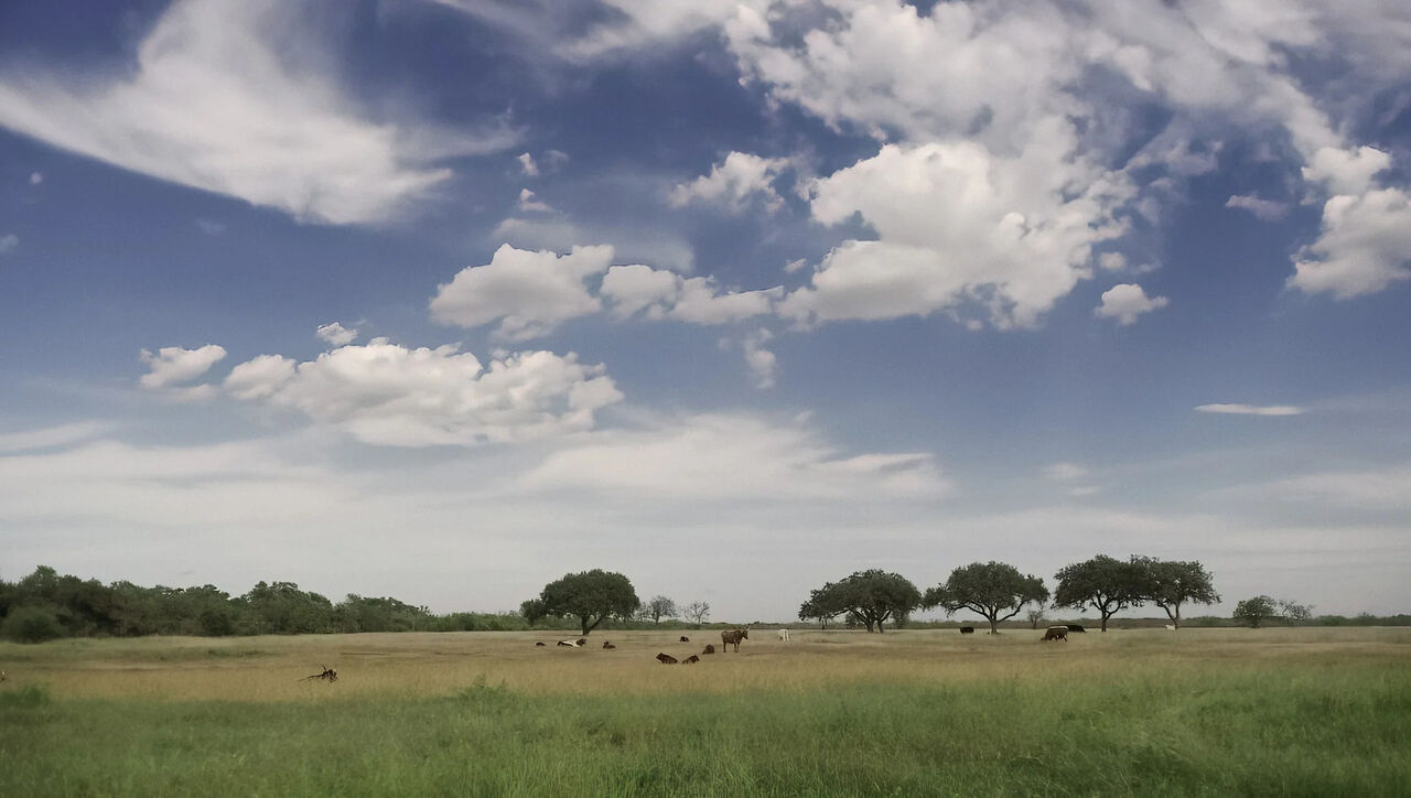 New York, Business, Holistic Ranch Management South Texas Sustainable Ranch Care