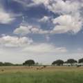 Holistic Ranch Management South Texas Sustainable Ranch Care