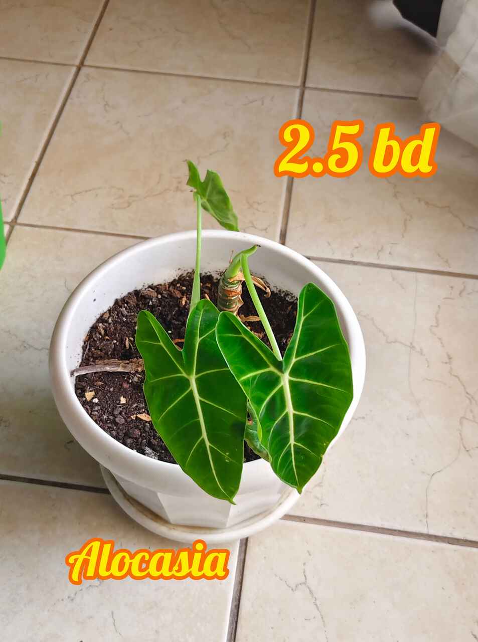 Manama, Farm & Garden, BHD 2,  Healthy Plants Looking For New Home