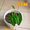 BHD 2,  Healthy Plants Looking For New Home