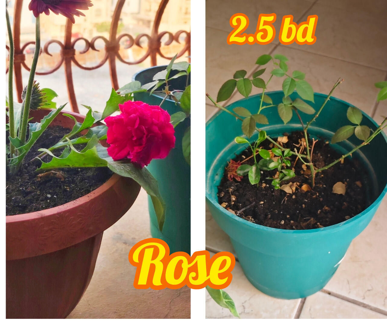 Manama, Farm & Garden, BHD 2,  Healthy Plants Looking For New Home