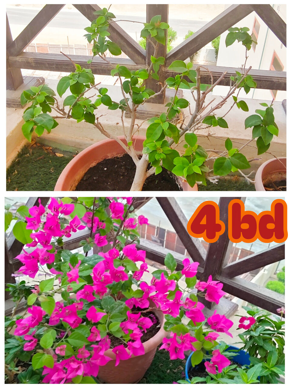 Manama, Farm & Garden, BHD 2,  Healthy Plants Looking For New Home