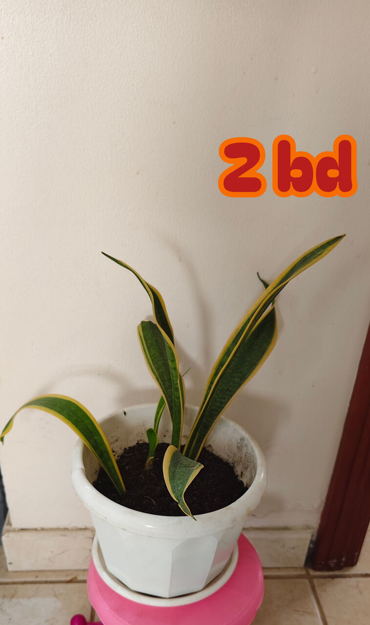 Manama, Farm & Garden, BHD 2,  Healthy Plants Looking For New Home