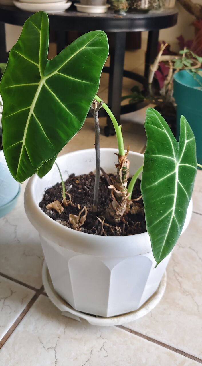 Manama, Farm & Garden, BHD 2,  Healthy Plants Looking For New Home