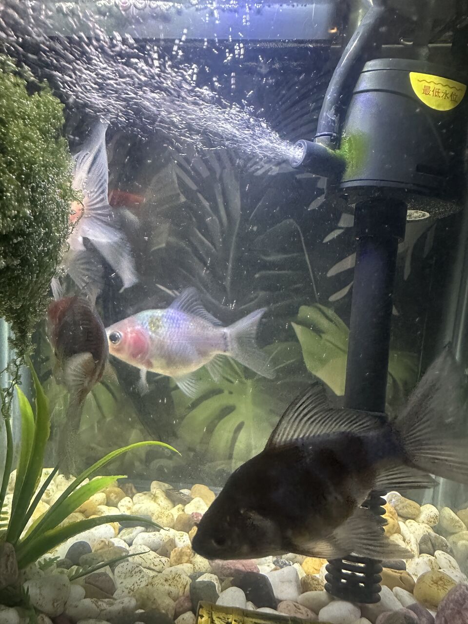 Al Aqeeq, Pet Supplies, SAR 40,  Aquarium Pet Fish
