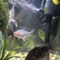 SAR 40,  Aquarium Pet Fish