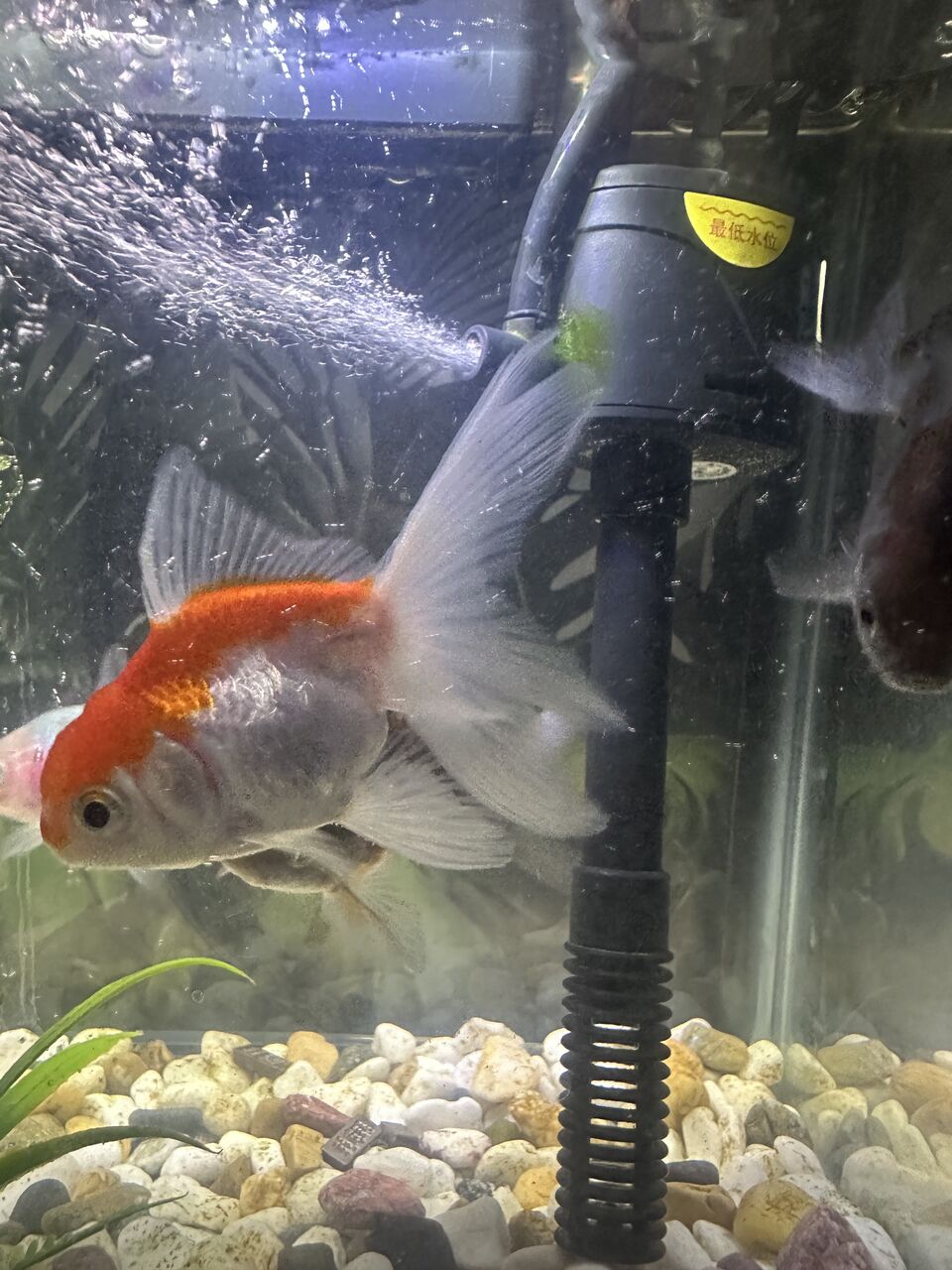 Al Aqeeq, Pet Supplies, SAR 40,  Aquarium Pet Fish