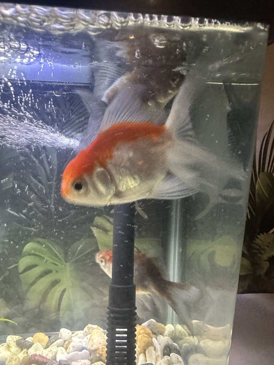 Al Aqeeq, Pet Supplies, SAR 40,  Aquarium Pet Fish