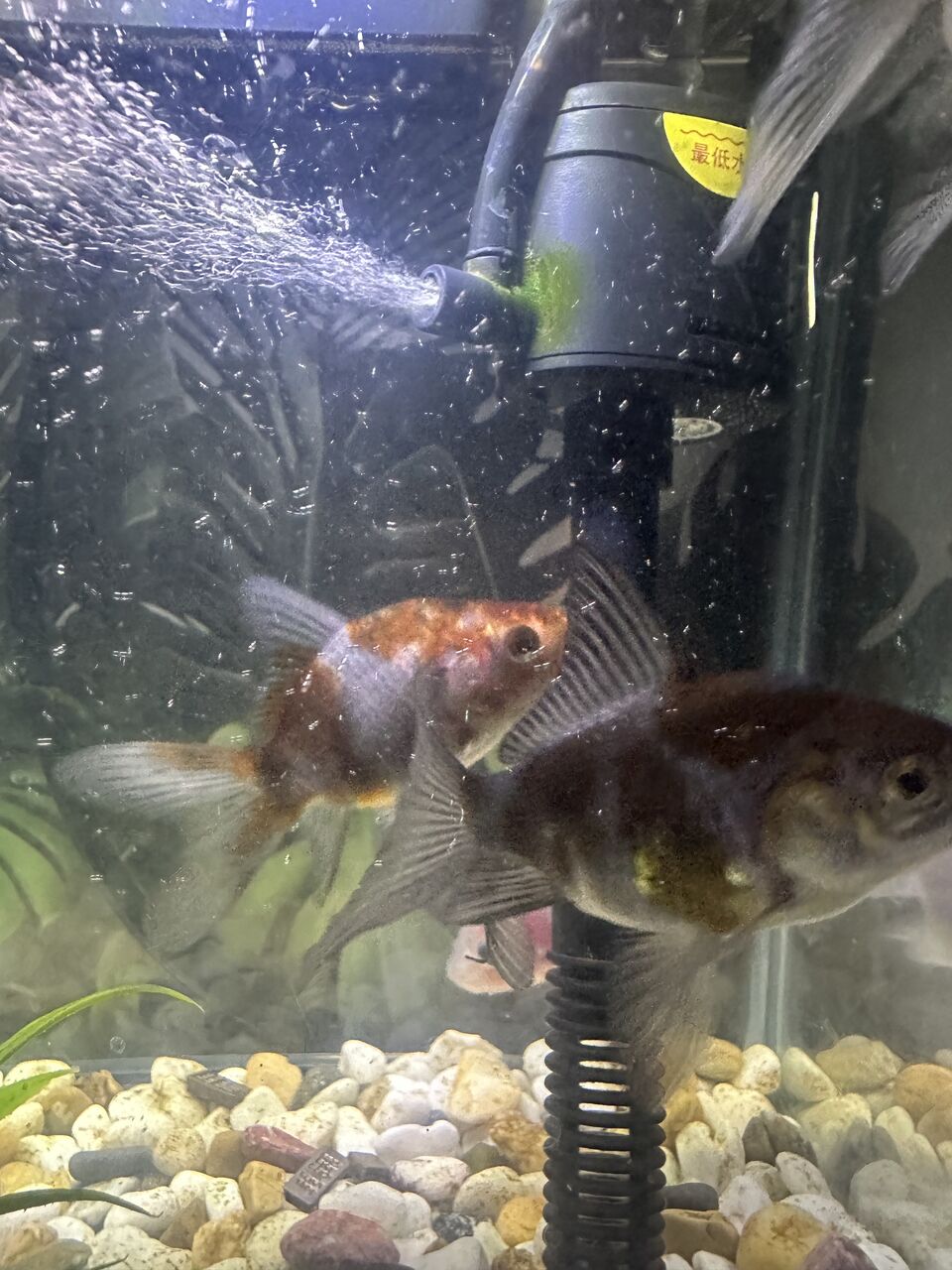 Al Aqeeq, Pet Supplies, SAR 40,  Aquarium Pet Fish