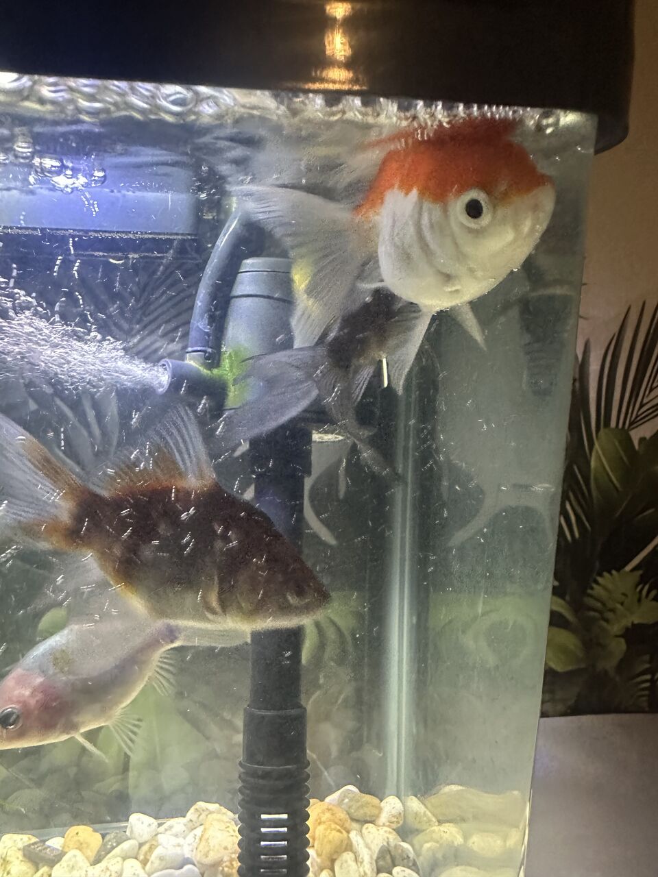 Al Aqeeq, Pet Supplies, SAR 40,  Aquarium Pet Fish