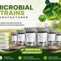 USD 35,  Need Reliable Cultures? Choose Microbial Strains Manufacturer&mdash;Order Now