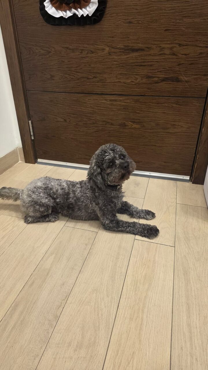 Jubail, Pet Supplies, SAR 7000,  Looking For A Specific Dog Breed Or A Exotic Pet ?