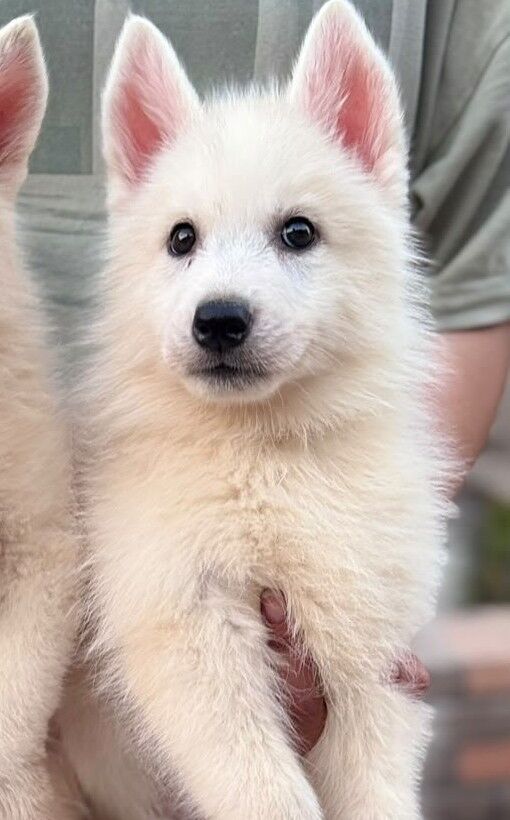 Jubail, Pet Supplies, SAR 7000,  Looking For A Specific Dog Breed Or A Exotic Pet ?