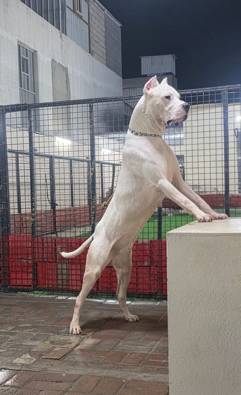 Jubail, Pet Supplies, SAR 7000,  Looking For A Specific Dog Breed Or A Exotic Pet ?